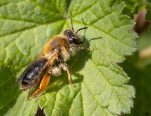 Lønjordbi - Andrena tibialis - Hun, , Fotograf Claus Bach.