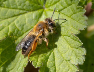 Lønjordbi - Andrena tibialis - Hun, , Fotograf Claus Bach.