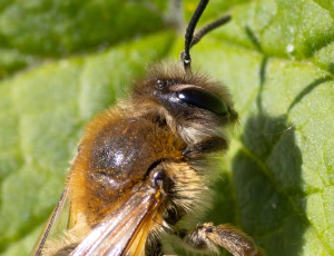 Lønjordbi - Andrena tibialis - Hun, , Fotograf Claus Bach.