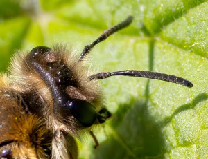 Lønjordbi - Andrena tibialis - Hun, , Fotograf Claus Bach.