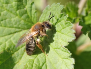 Lønjordbi - Andrena tibialis - Hun, , Fotograf Claus Bach.