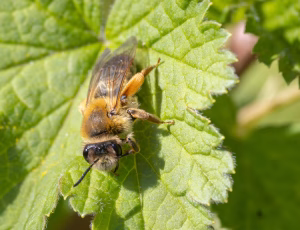 Lønjordbi - Andrena tibialis - Hun, , Fotograf Claus Bach.