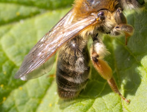 Lønjordbi - Andrena tibialis - Hun, , Fotograf Claus Bach.