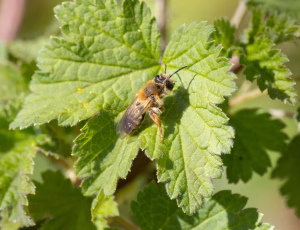 Lønjordbi - Andrena tibialis - Hun, , Fotograf Claus Bach.