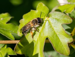 Lønjordbi - Andrena tibialis - Hun, , Fotograf Claus Bach.