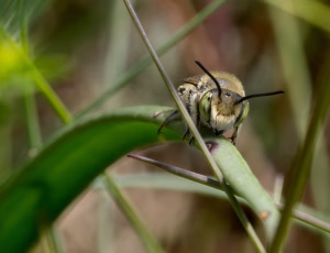 Klitbladskærerbi - Megachile leachella - Han, , Fotograf Claus Bach.