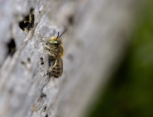 Klitbladskærerbi - Megachile leachella - Han, , Fotograf Claus Bach.