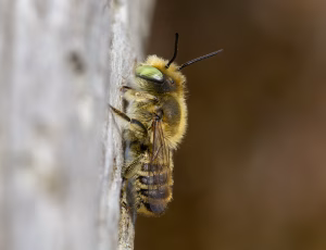 Klitbladskærerbi - Megachile leachella - Han, , Fotograf Claus Bach.