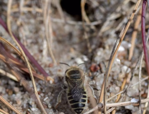 Klitbladskærerbi - Megachile leachella - Hun, , Fotograf Claus Bach.