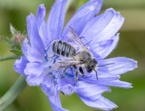 Megachile ligniseca - Han, , Fotograf Claus Bach.