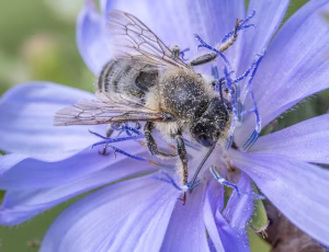 Megachile ligniseca - Han, , Fotograf Claus Bach.