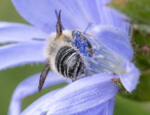 Megachile ligniseca - Han, , Fotograf Claus Bach.