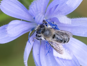 Megachile ligniseca - Han, , Fotograf Claus Bach.