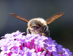 Kystbladskærerbi - Megachile maritima - Han, , Fotograf Claus Bach.