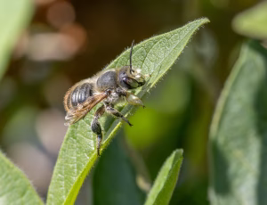 Kystbladskærerbi - Megachile maritima - Han, , Fotograf Claus Bach.