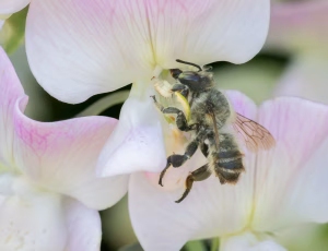 Kystbladskærerbi - Megachile maritima - Han, , Fotograf Claus Bach.