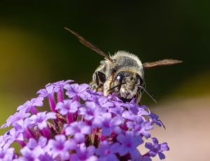 Kystbladskærerbi - Megachile maritima - Han, , Fotograf Claus Bach.