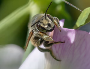 Kystbladskærerbi - Megachile maritima - Han, , Fotograf Claus Bach.