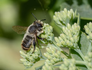 Kystbladskærerbi - Megachile maritima - Han, , Fotograf Claus Bach.
