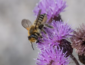Kystbladskærerbi - Megachile maritima - Hun, , Fotograf Claus Bach.