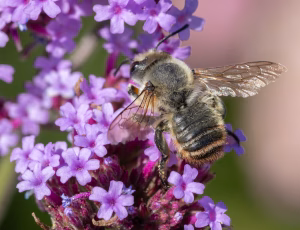 Kystbladskærerbi - Megachile maritima - Han, , Fotograf Claus Bach.