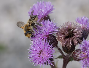Kystbladskærerbi - Megachile maritima - Hun, , Fotograf Claus Bach.