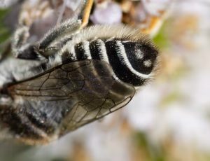 Klitbladskærerbi - Megachile leachella - Hun, , Fotograf Claus Bach.