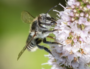 Klitbladskærerbi - Megachile leachella - Hun, , Fotograf Claus Bach.