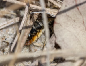 Kystbladskærerbi - Megachile maritima - Hun, , Fotograf Claus Bach.