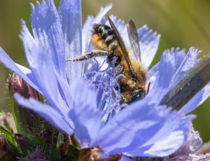 Megachile ligniseca - Hun, , Fotograf Claus Bach.