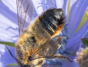 Megachile ligniseca - Hun, , Fotograf Claus Bach.