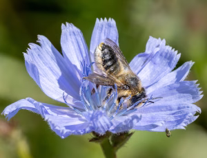 Megachile ligniseca - Hun, , Fotograf Claus Bach.