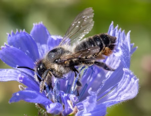 Megachile ligniseca - Hun, , Fotograf Claus Bach.
