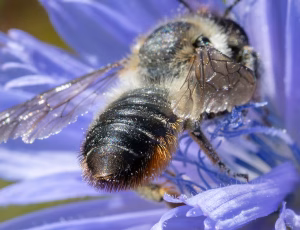 Megachile ligniseca - Hun, , Fotograf Claus Bach.
