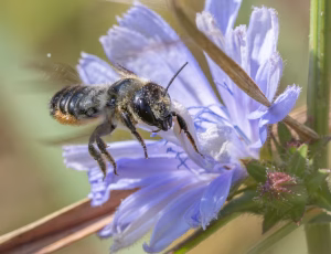 Megachile ligniseca - Hun, , Fotograf Claus Bach.
