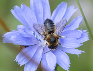 Megachile ligniseca - Hun, , Fotograf Claus Bach.