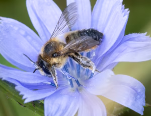 Megachile ligniseca - Hun, , Fotograf Claus Bach.