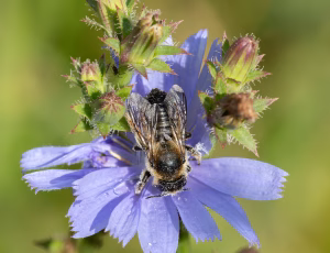 Megachile ligniseca - Hun, , Fotograf Claus Bach.