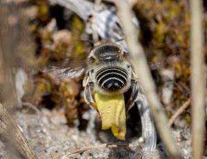 Klitbladskærerbi - Megachile leachella - Hun, , Fotograf Claus Bach.