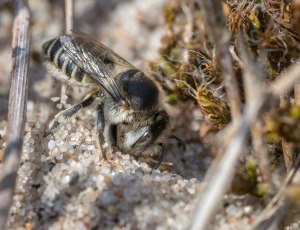 Klitbladskærerbi - Megachile leachella - Hun, , Fotograf Claus Bach.