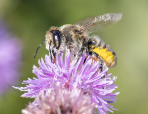 Kystbladskærerbi - Megachile maritima - Hun, , Fotograf Claus Bach.