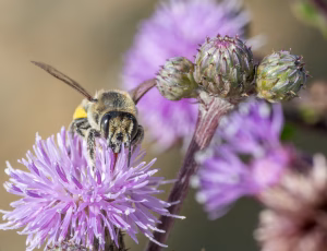 Kystbladskærerbi - Megachile maritima - Hun, , Fotograf Claus Bach.