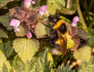 Havehumle - Bombus hortorum - Hun, , Fotograf Claus Bach.