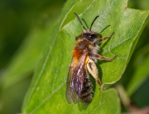 Æblejordbi - Andrena helvola - Hun, , Fotograf Claus Bach.