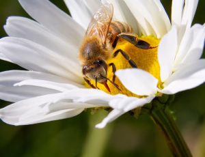 Honningbi - Apis mellifera, , Fotograf Claus Bach.