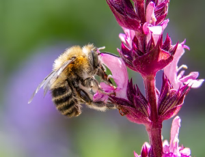 Havevægbi - Anthophora quadrimaculata - Han, , Fotograf Claus Bach.