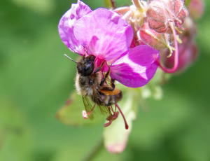 Rosenbladskærerbi - Megachile centuncularis - Hun, , Fotograf Claus Bach.