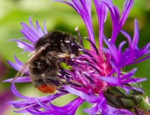 Stenhumle
Bombus lapidarius, , Fotograf Claus Bach.
