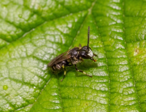 Lille maskebi - Hylaeus brevicornis - Han, , Fotograf Claus Bach.