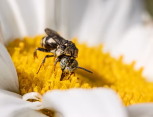 Smal filtbi - Epeolus variegatus - Han, , Fotograf Claus Bach.